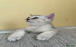 British Shorthair cats for sale: Stunning British Shorthair  - Image 27