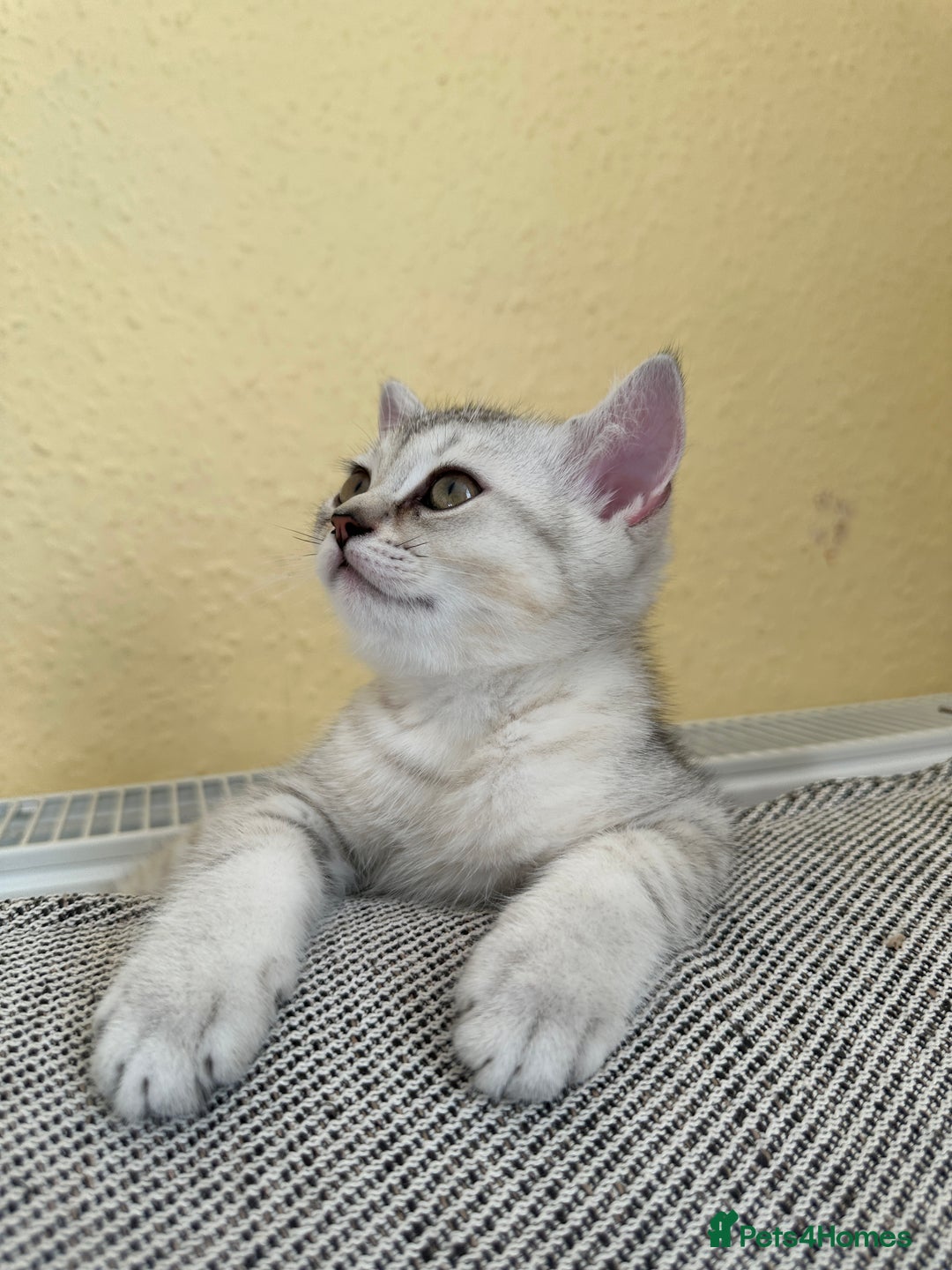 British Shorthair cats for sale: Stunning British Shorthair  - Image 27