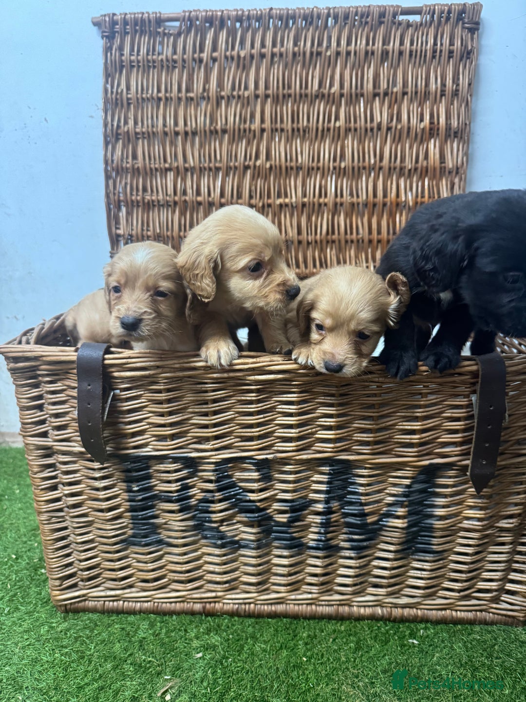Cocker Spaniel dogs for sale: Fully DNA health tested cocker spaniel puppies - Advert 3