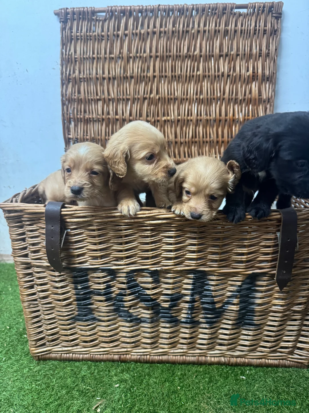 Cocker Spaniel dogs for sale: Fully DNA health tested cocker spaniel puppies - Advert 3