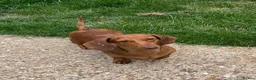 Miniature Dachshund dogs for sale: young male and female  - Advert 8