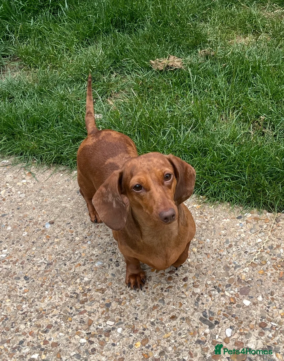 Miniature Dachshund dogs for sale: young male and female  - Advert 8