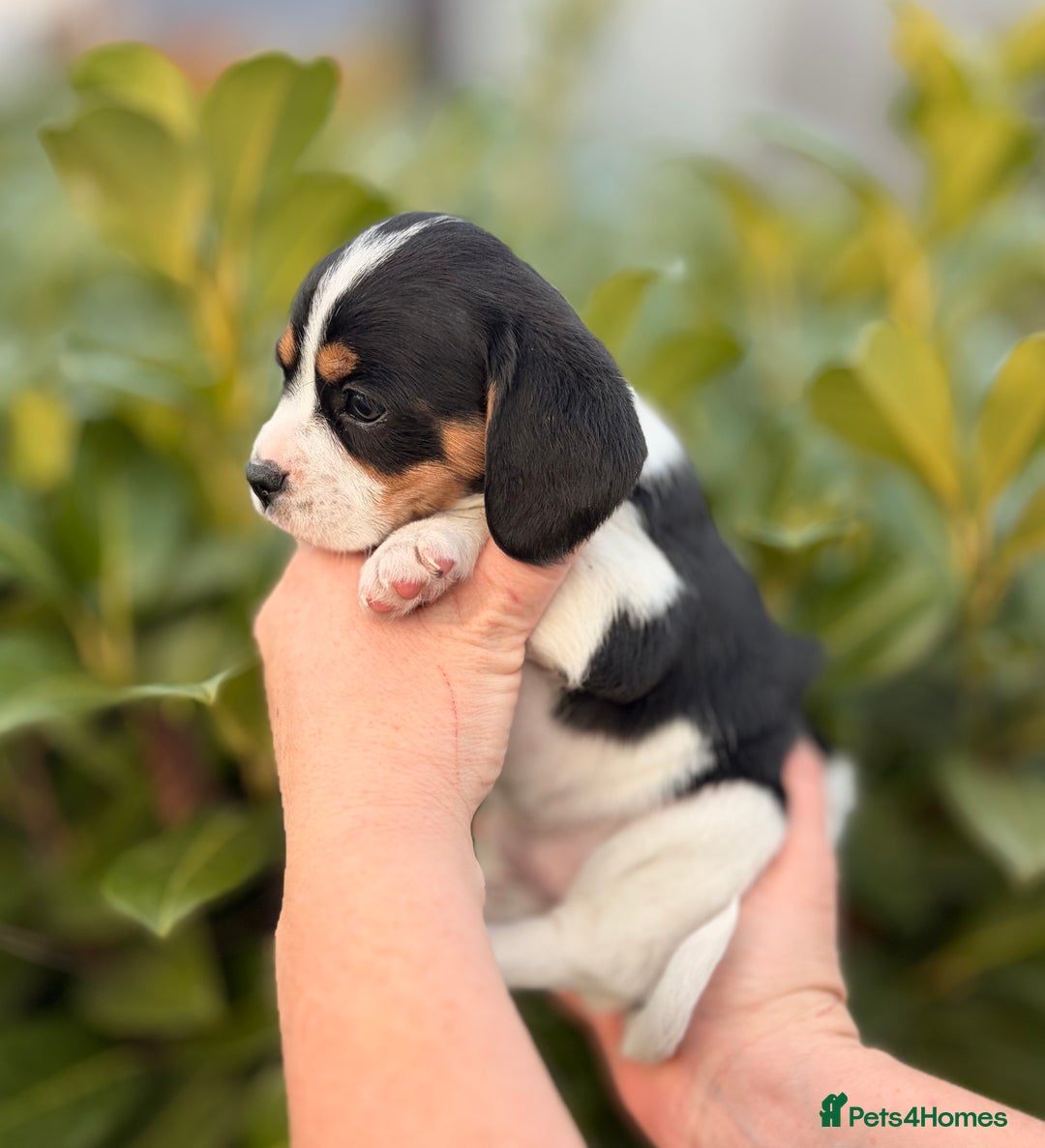 Cavapoo dogs for sale: cavapoo puppy's  - Advert 5