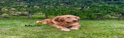 Golden Retriever dogs for sale: KC Reg Golden Retriever Puppies Health Tested - Advert 5