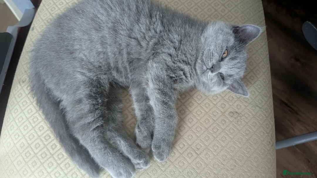 British Shorthair cats for sale: Boy BSH - both parents' pedigrees  - Advert 2