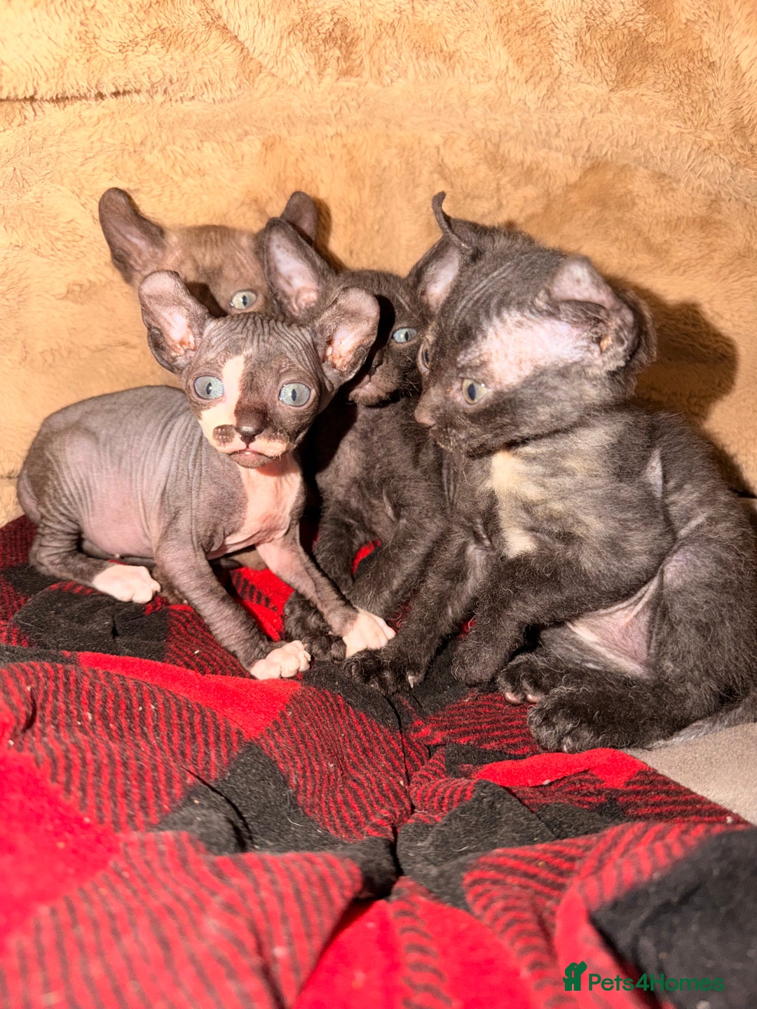 Sphynx cats for sale: Beautiful Sphynx and Elf kittens 🐾🩵🩷 - Advert 8