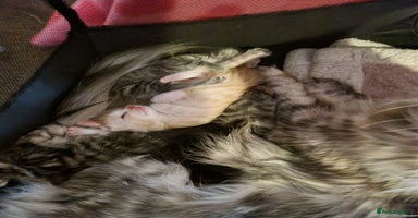 Maine Coon cats - Advert 3