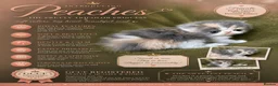 Persian cats for sale: Beautiful GCCF Registered Persian Kittens  - Advert 6