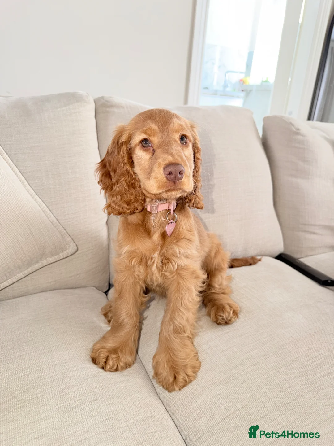 Cocker Spaniel dogs for sale: Kc reg show cocker spaniel  - Advert 2