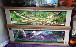 Boa Snake reptiles for sale: Hog Island boa and full double level custom set up - Image 8