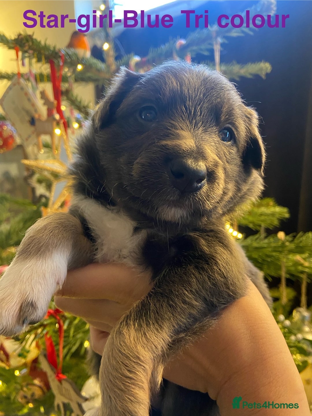 Border Collie dogs for sale: 6 gorgeous high quality Border Collie Puppies  - Advert 15