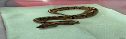 Python Snake reptiles for sale: Ball pythons  in Tredegar - Advert 5