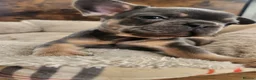 French Bulldog dogs for sale: New Shade Isabella Merle and Tan! - Advert 9