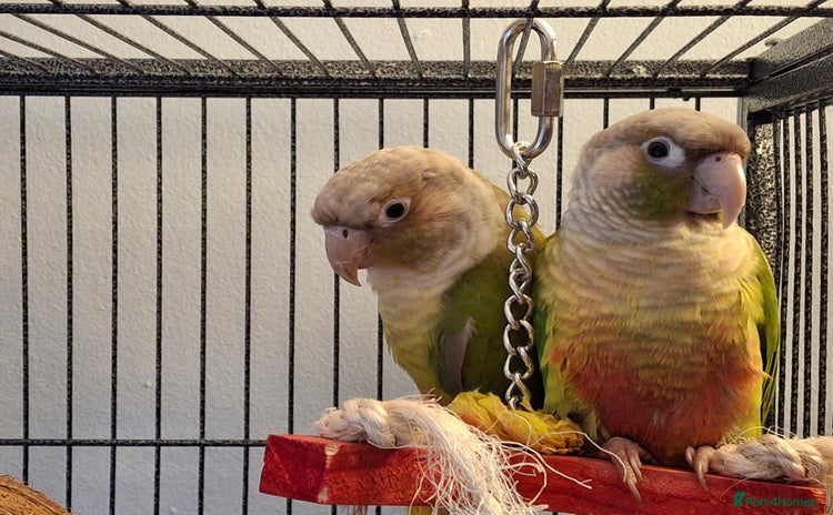Conures birds - Advert 2