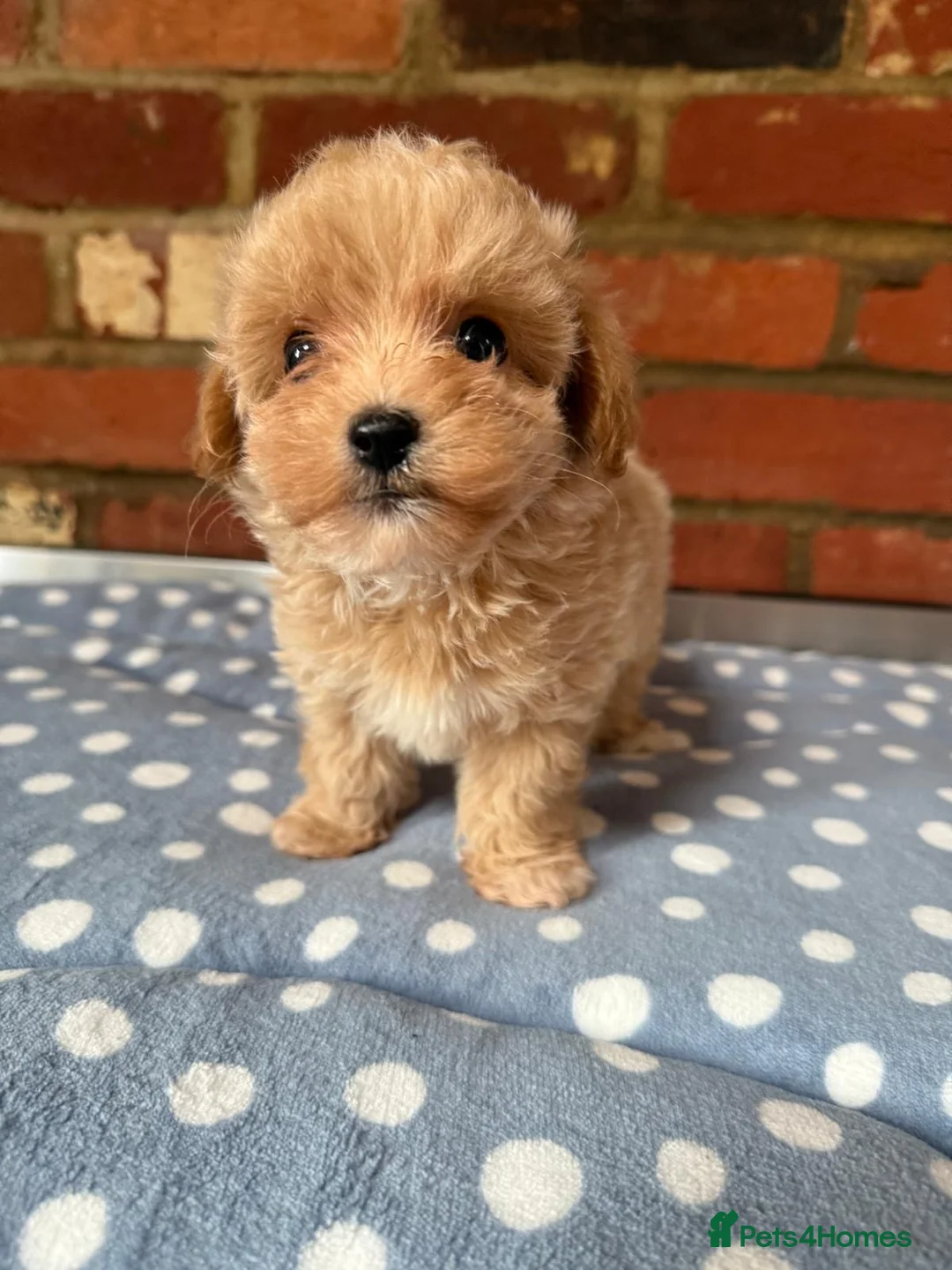 Toy Poodle dogs for stud:  **  Deep Mahogany Red Asian poodle Stud in Romford - Advert 13