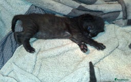 Mixed Breed cats for sale: Tabby kittens - Advert 2