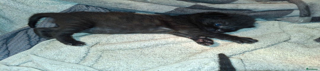 Mixed Breed Kitten 2