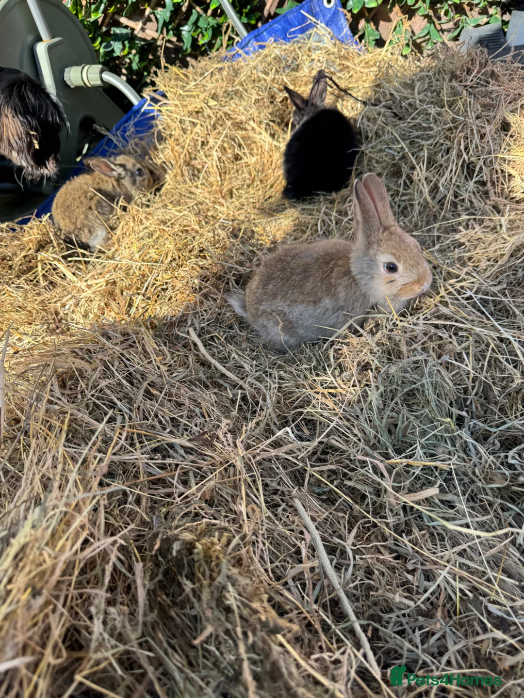 Mixed Breed rabbits for sale: Baby Rabbits Ready to go  - Advert 2