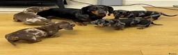 Dachshund dogs for sale: Miniature Dachshund puppies  - Advert 9