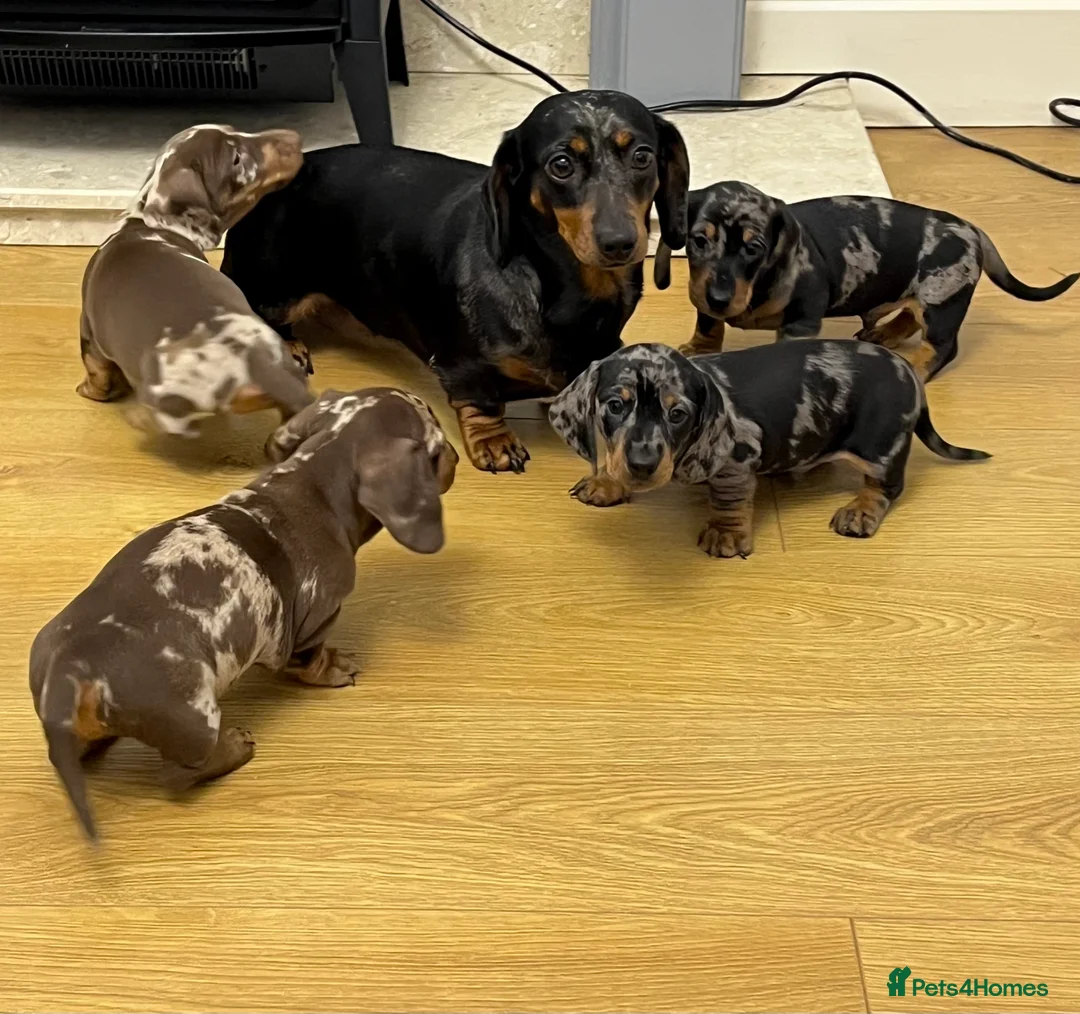 Dachshund dogs for sale: Miniature Dachshund puppies  - Advert 9