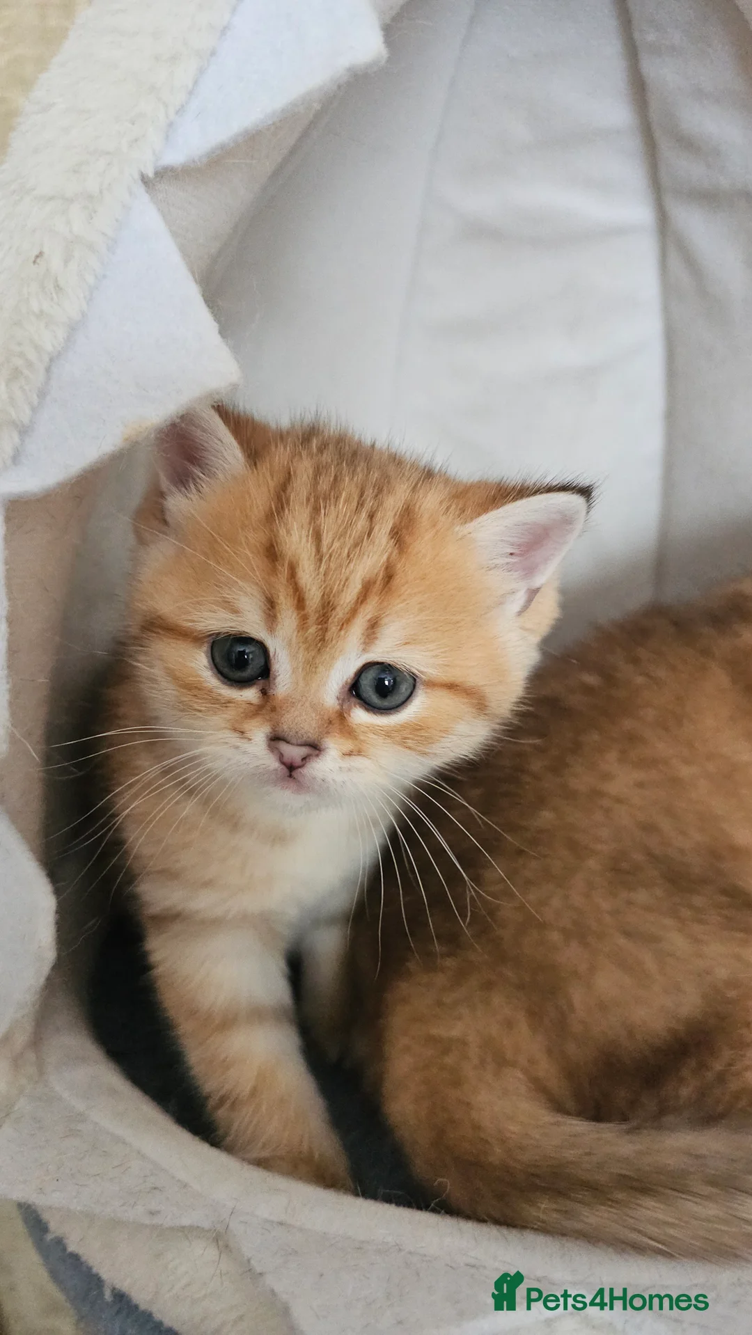 Scottish Fold cats for sale: Tica Registered pedigree kittens  - Advert 19