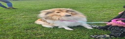 Rough Collie dogs for sale: Sable & White Rough Collie  - Advert 2