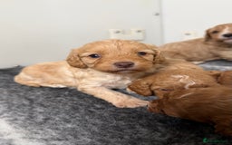 Cavapoo dogs for sale: Stunning quality Cavapoos ready December  - Image 7