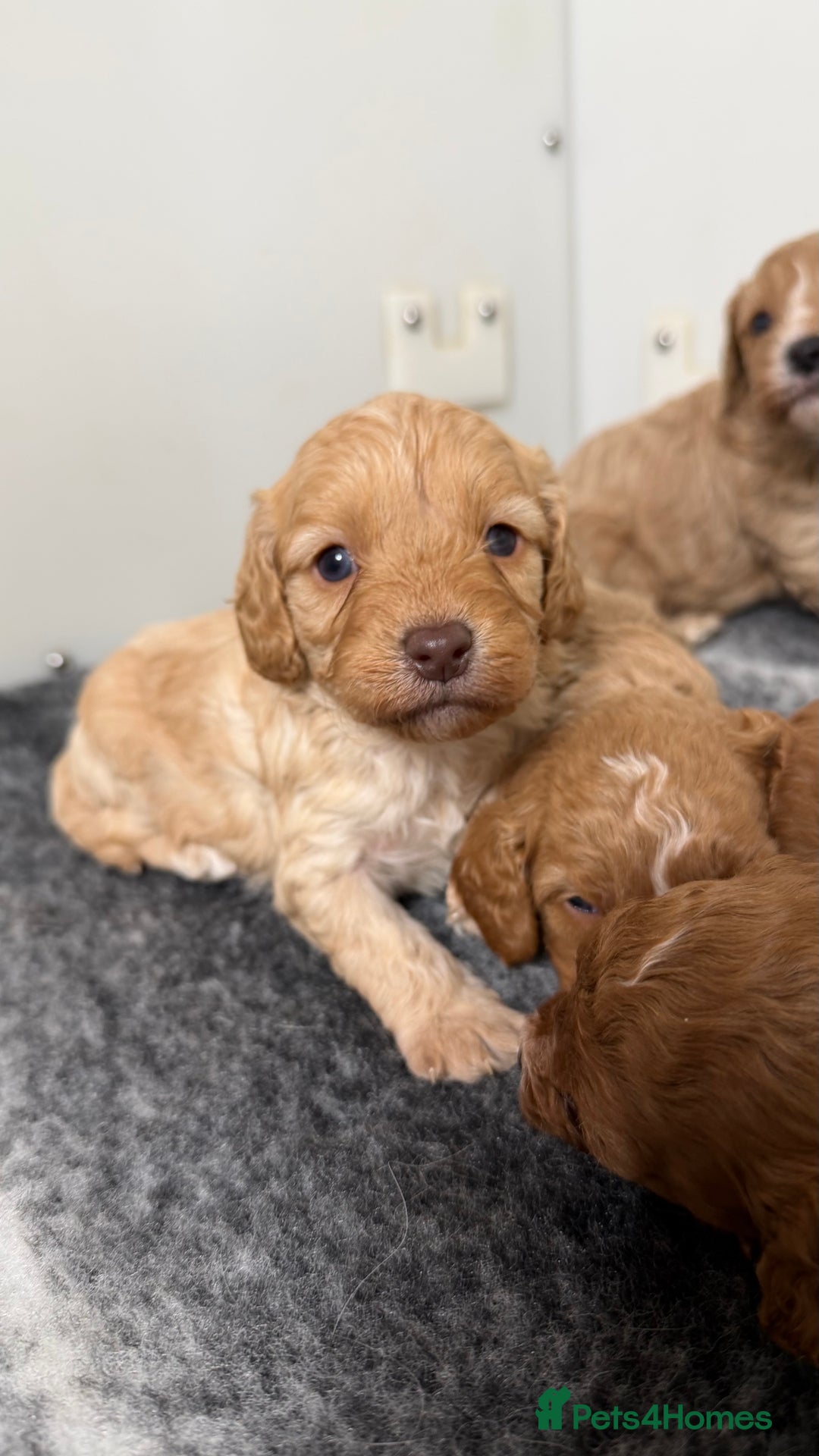 Cavapoo dogs for sale: Stunning quality Cavapoos ready December  - Image 7