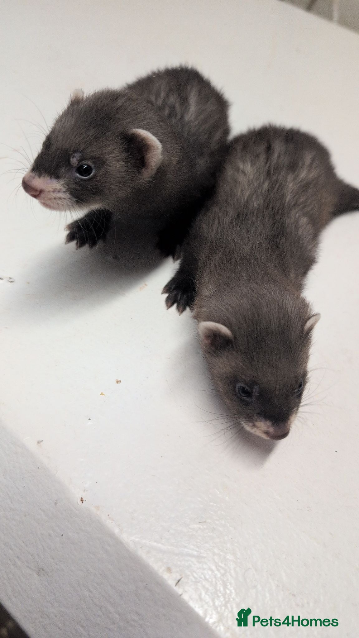 Ferret rodents European polecat x Kits - Advert 20