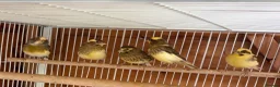 Canaries birds for sale: Fife Canaries - all born this year  - Advert 12