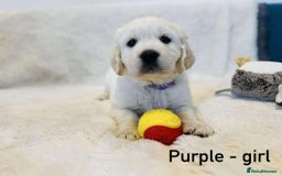 Golden Retriever dogs for sale: 🐾KC Golden Retriever Puppies for Sale 🐾 - Image 8