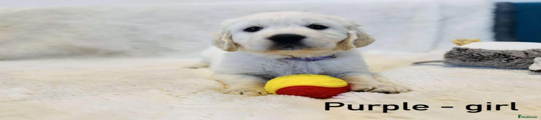 Golden Retriever Puppy Purple 
