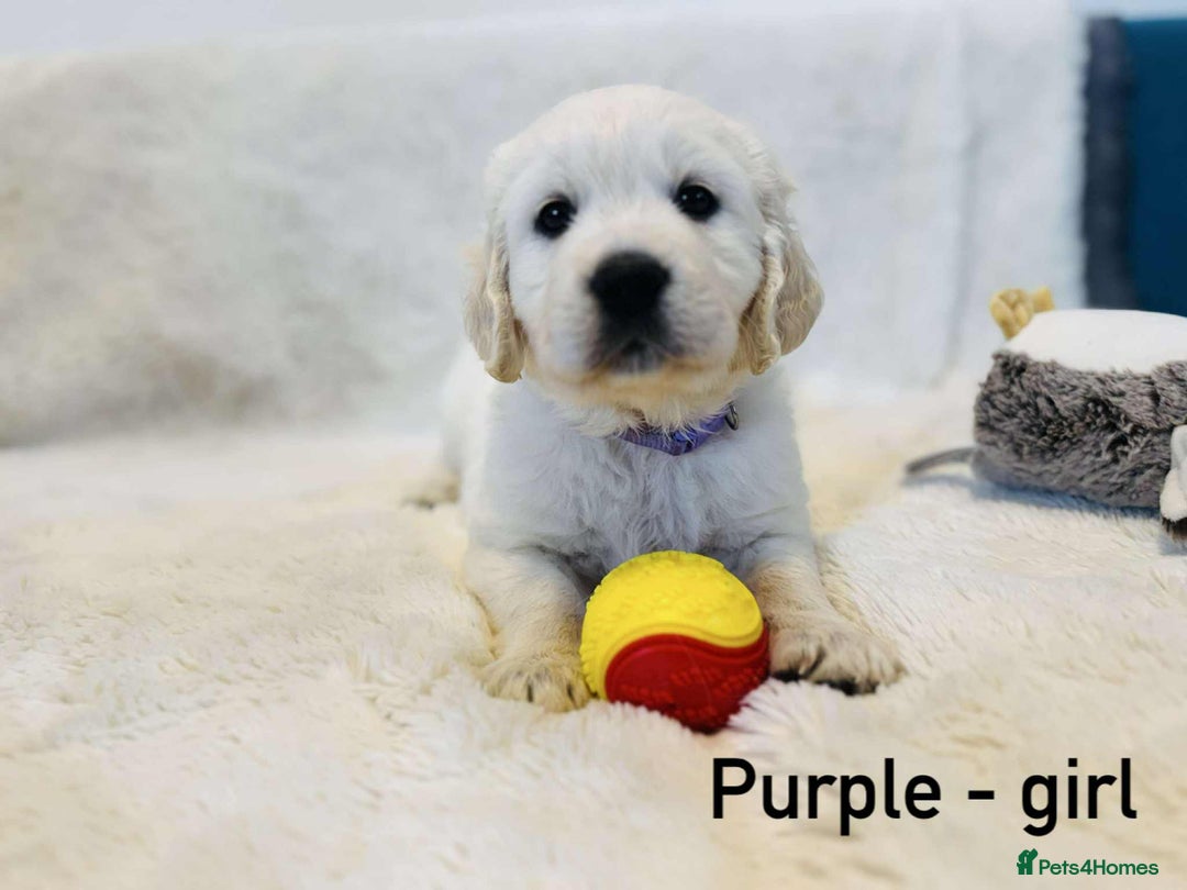Golden Retriever dogs for sale: 🐾KC Golden Retriever Puppies for Sale 🐾 - Image 8