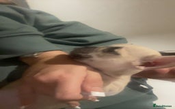 French Bulldog dogs for sale: 8 beautiful French bulldog puppies  - Image 10