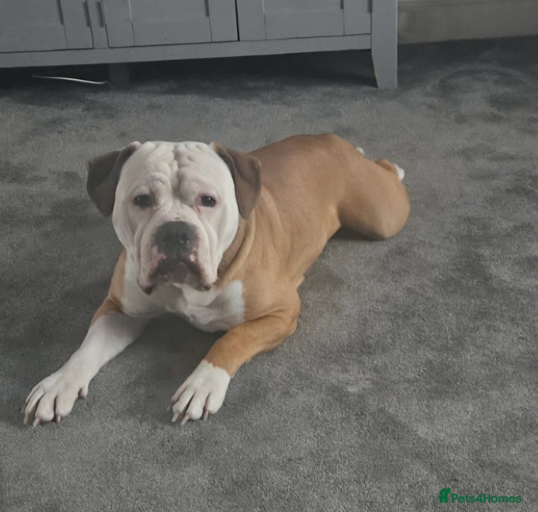 Mixed Breed dogs for sale: Goodhome wanted - Image 2