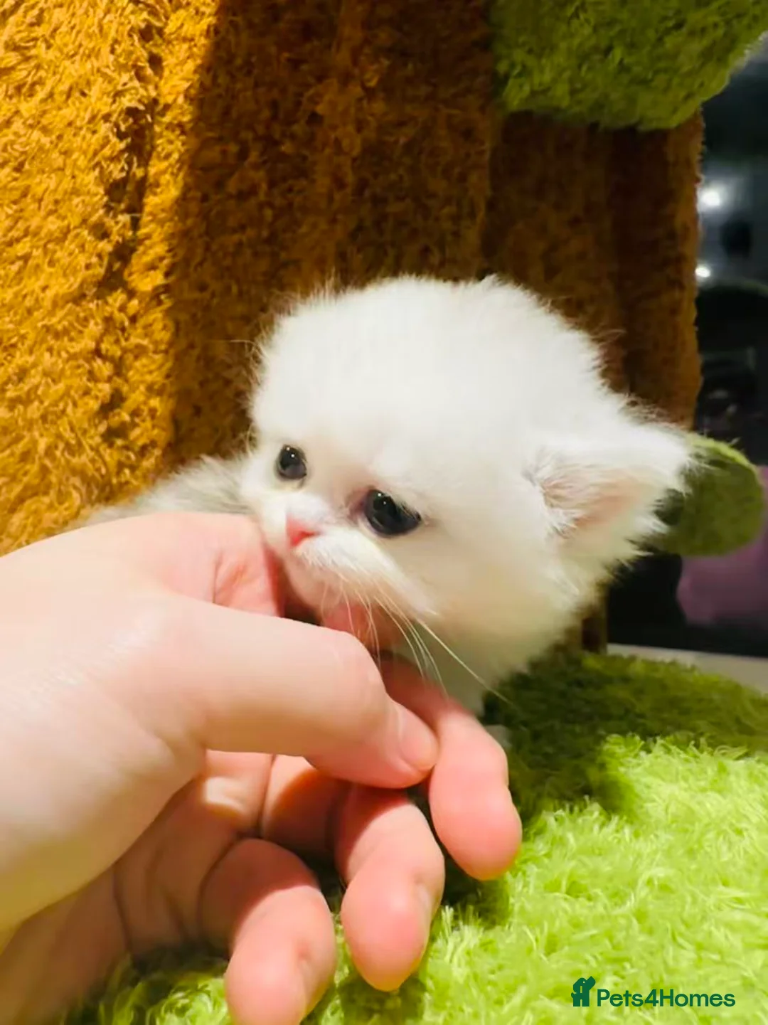 Munchkin cats for sale: Show-Quality Minuet Kittens – Rare in the UK - Advert 2