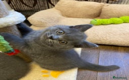 British Shorthair cats for sale: ❤️GCCF❤️ONE GIRL LEFT❤️READY❤️ BRITISH SHORTHAIR❤️ - Image 17