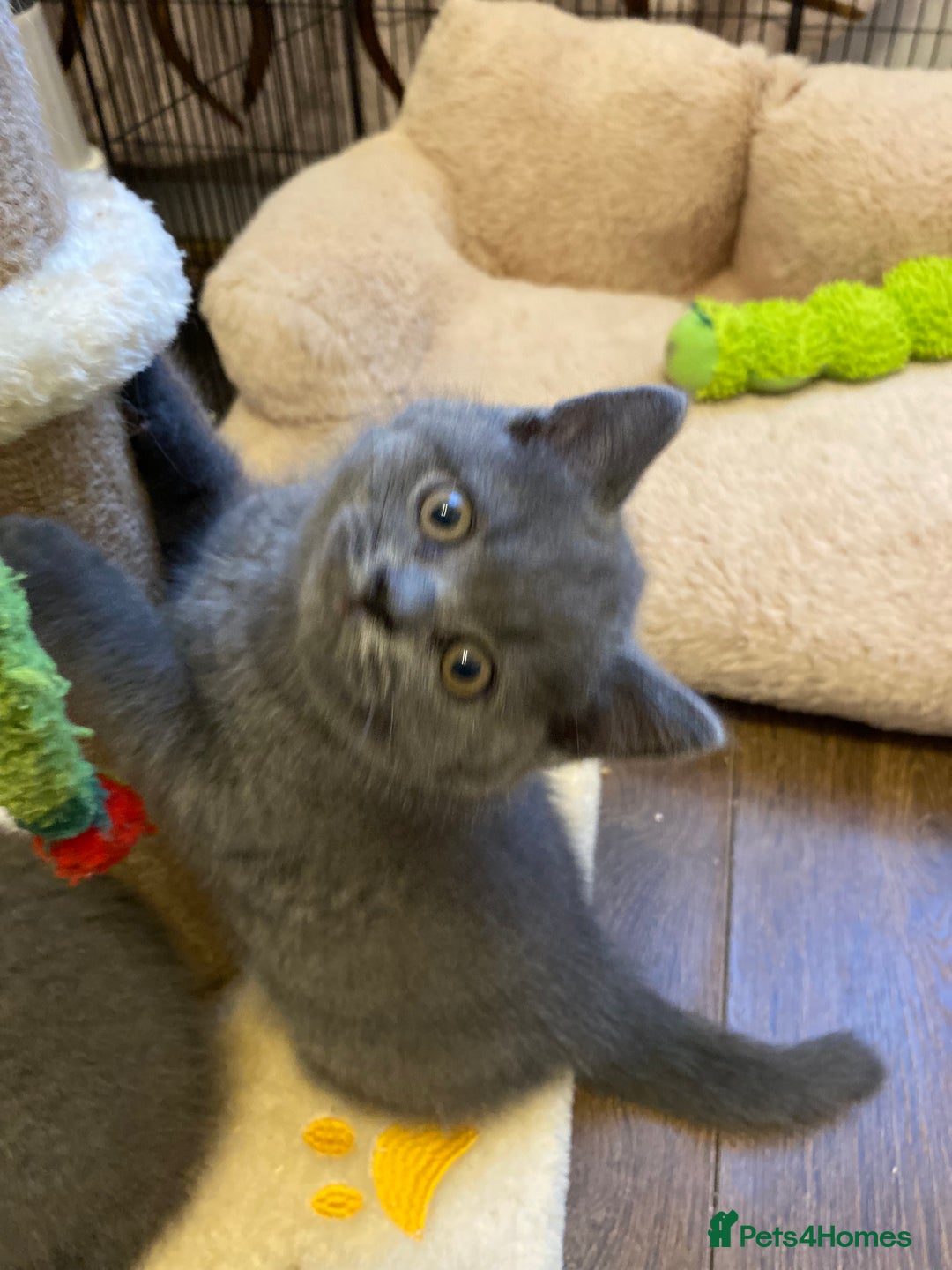 British Shorthair cats for sale: ❤️GCCF❤️ONE GIRL LEFT❤️READY❤️ BRITISH SHORTHAIR❤️ - Image 17