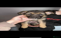 German Shepherd dogs for sale: 4 beautiful female German shepherd pups  - Image 3