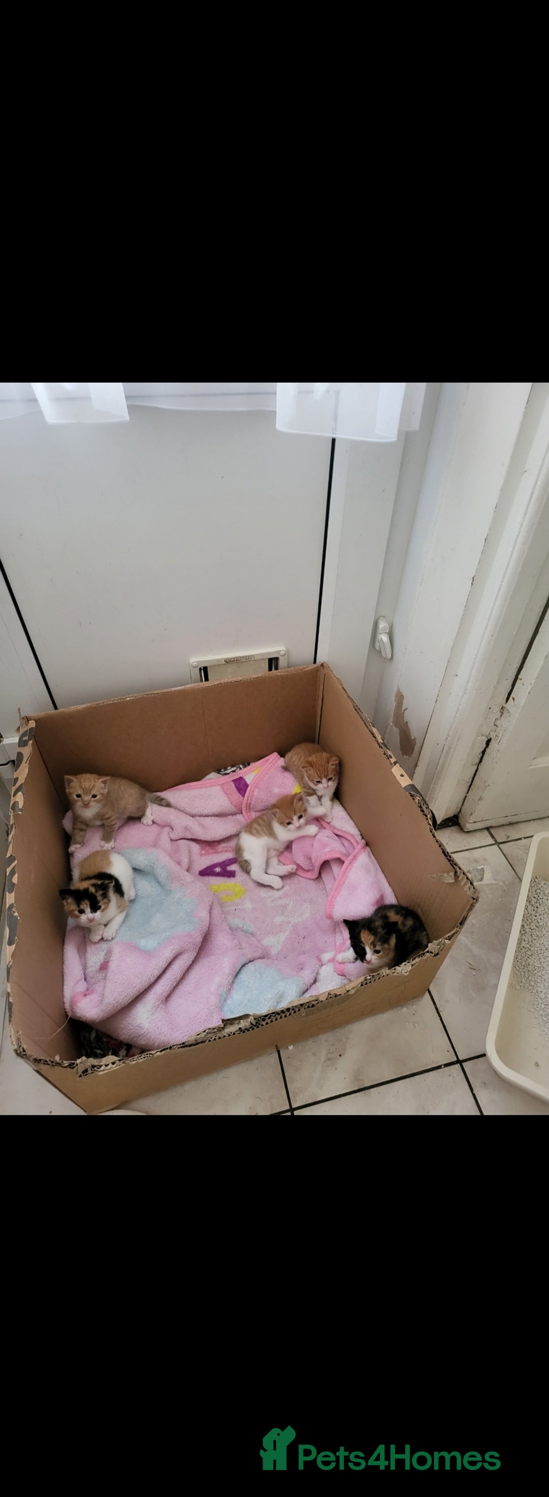 Mixed Breed cats for sale: 5 beautiful kittens - Image 8