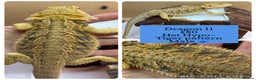 Bearded Dragon reptiles for sale: Baby Hypo Bearded Dragons - Advert 11