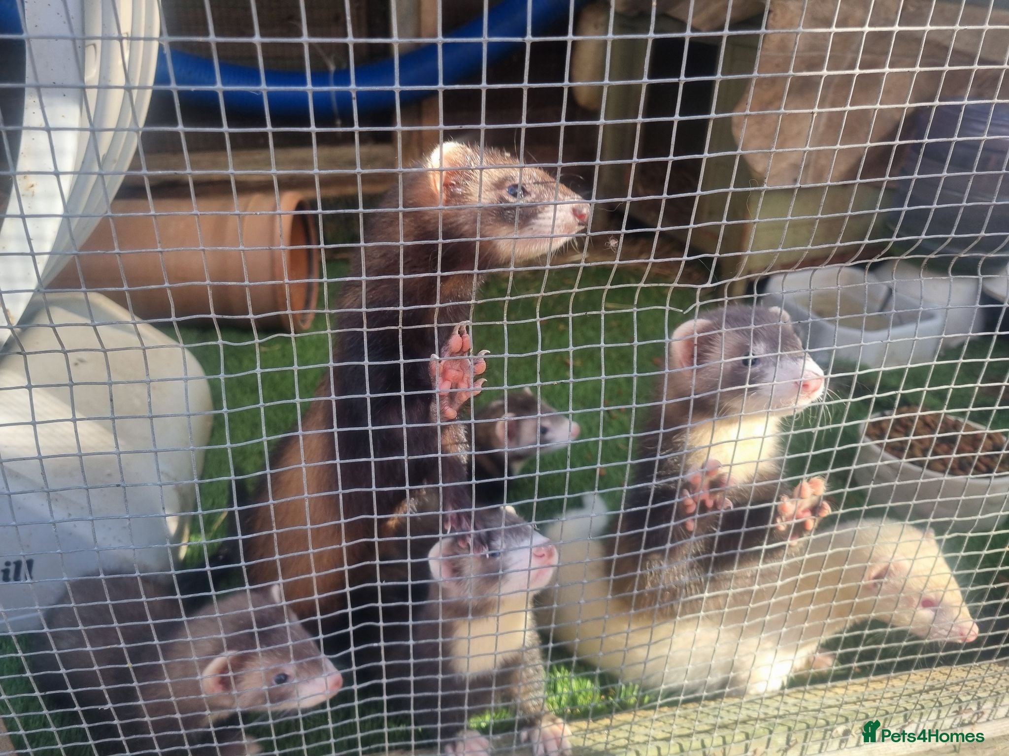 Ferret rodents Kits for sale - Advert 1