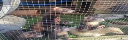 Ferret rodents for sale: Kits for sale in Arundel - Advert 1