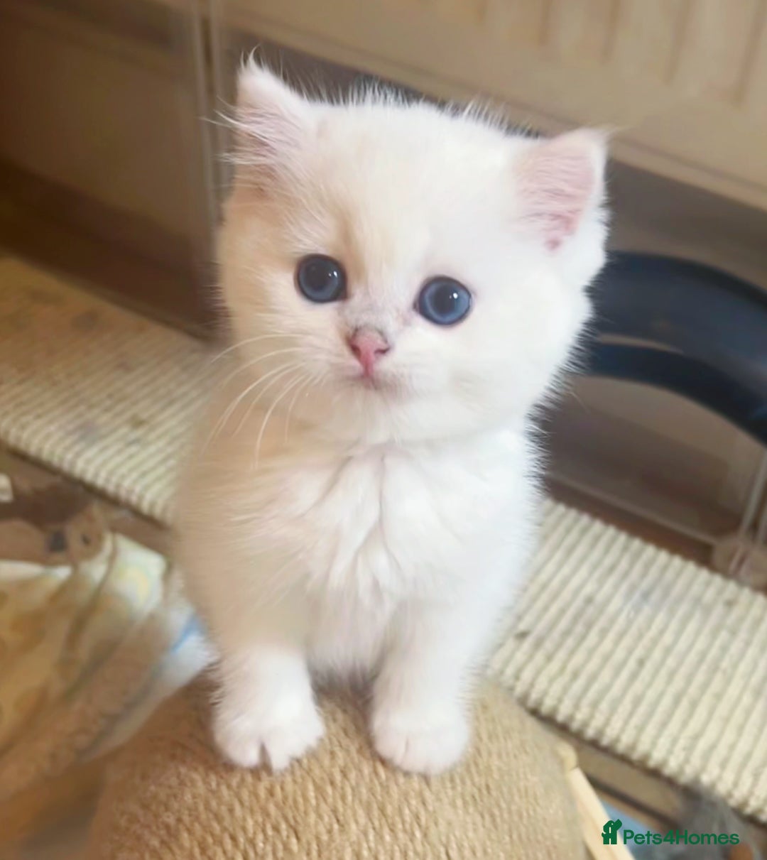 British Longhair cats for sale: 5 Beautiful blue eyed British Shorthair in London - Image 7