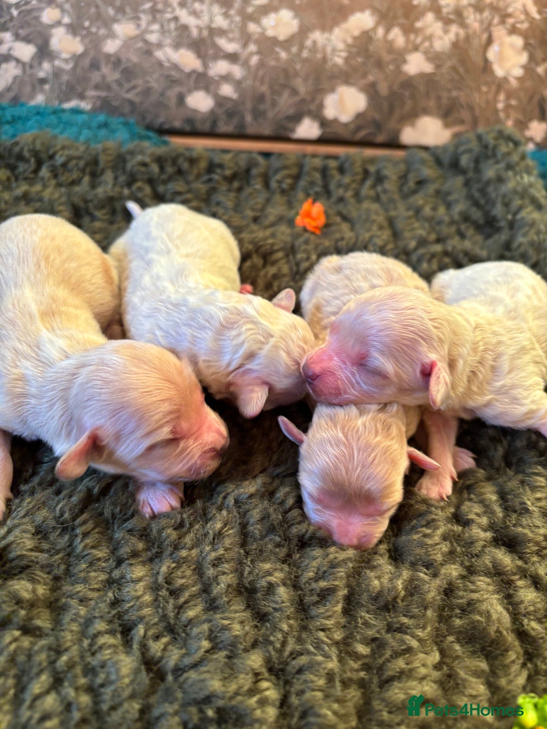 Maltipoo dogs for sale: Exquisite Maltipoo puppies  - Advert 4