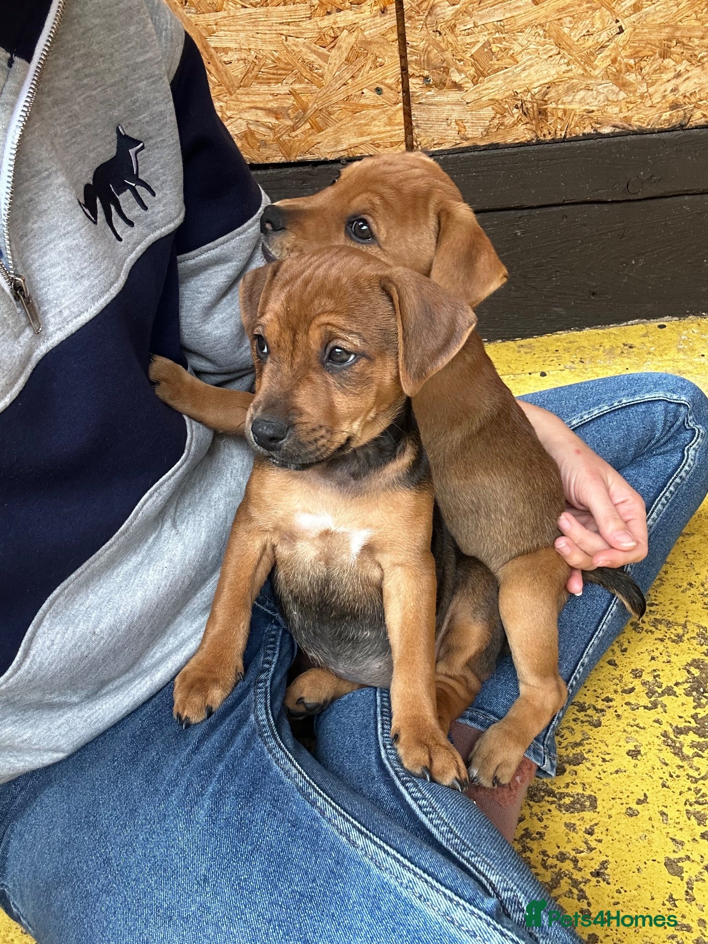 Mixed Breed dogs Patterdale x Plummer terrier pups - Advert 1