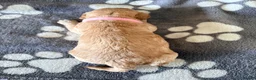 Cockapoo dogs for sale: F1B cockapoos ready for homes now  - Advert 23