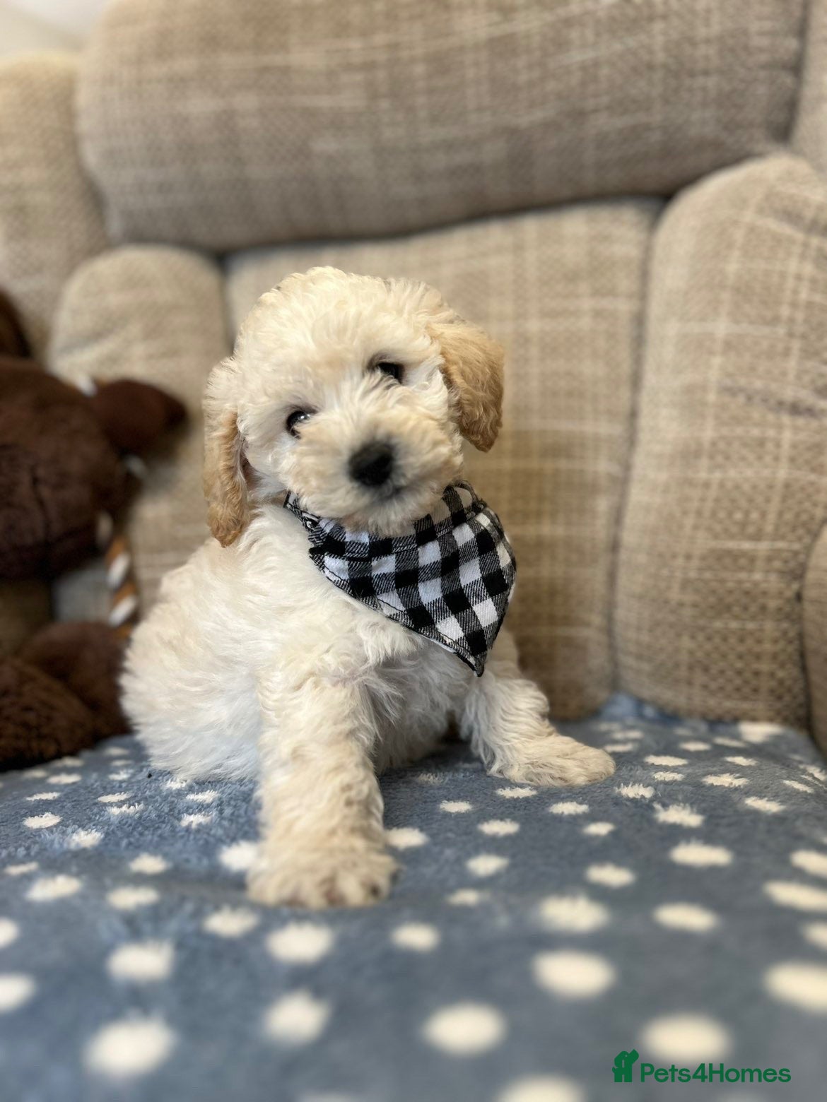 Poochon dogs Family raised Poochon puppies for sale  - Advert 2
