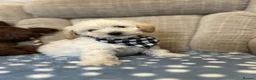 Poochon dogs for sale: Family raised Poochon puppies for sale  - Advert 1