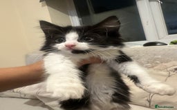 British Longhair cats for sale: beautiful tuxedo longhair needs foreveerhome - Image 1